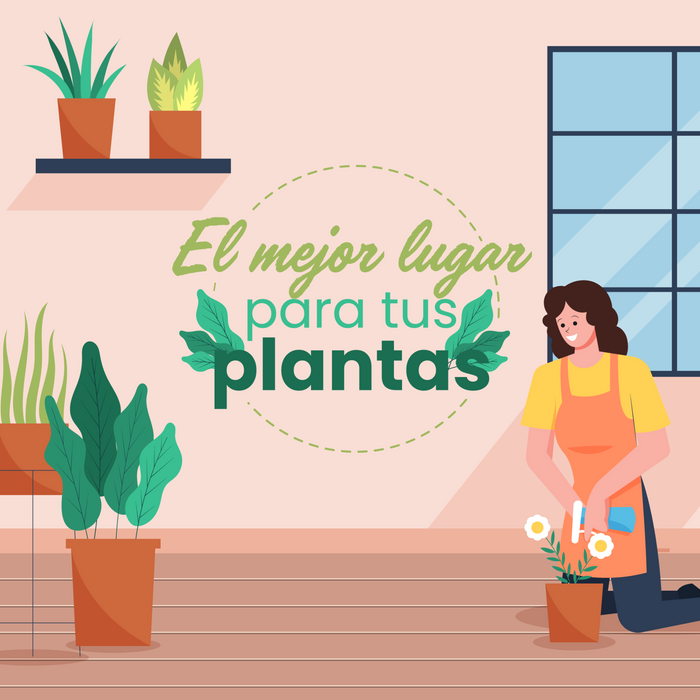 El mejor lugar para tus plantas