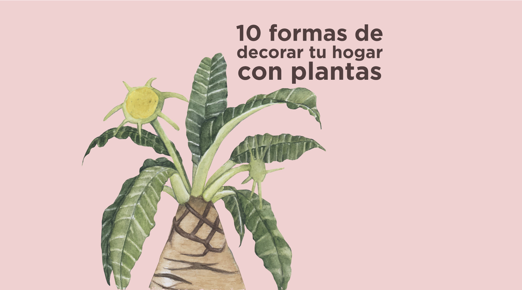 10 Ideas para decorar el Hogar con plantas - Villarreal Muebles Monterrey